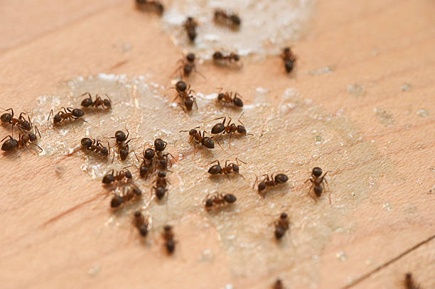 Trusted Westfield Center, OH Pest Control Experts